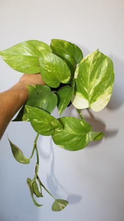 Sadnice - sobne biljke: Epipremnum aureum / Golden pothos